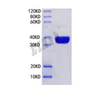 重组小鼠Mfge8蛋白