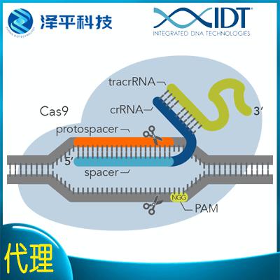 Cas9 供体DNA