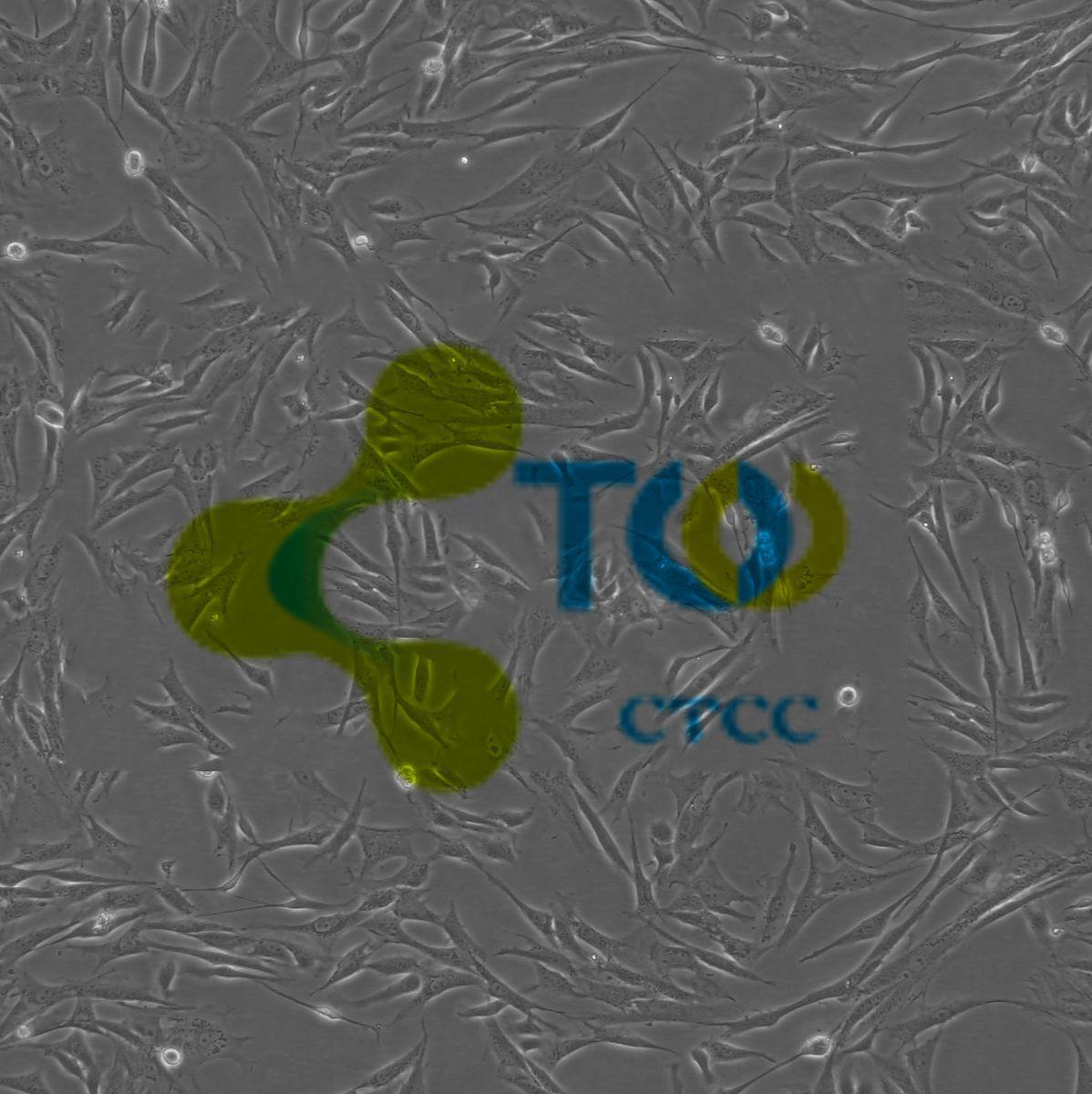 胎鼠真皮成纤维细胞