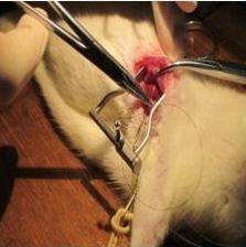 心血管模型 动物模型 心梗模型