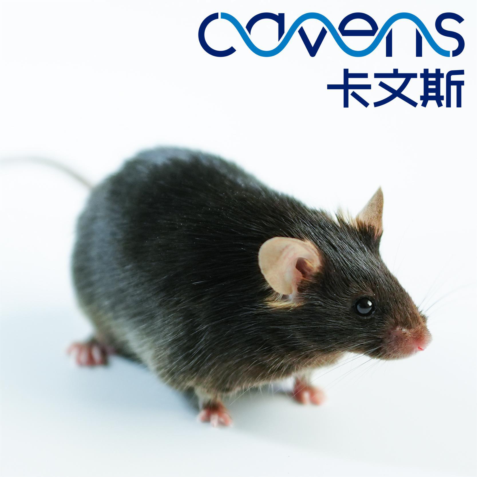 DIO小鼠 12492诱导的肥胖动物模型 Diet Induced Obesity Models