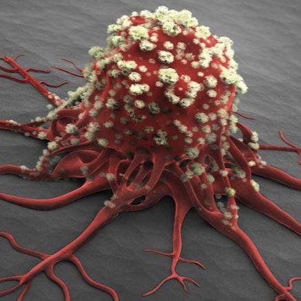 293F 人胚肾上皮细胞