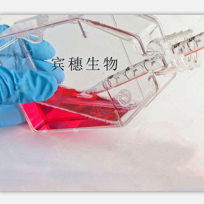 CEM/0人急性淋巴细胞白血病T淋巴细胞系全年优惠