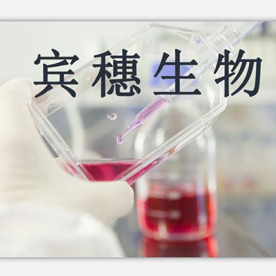 猪心脏瓣膜内皮扩增性好细胞|配套专用培养基