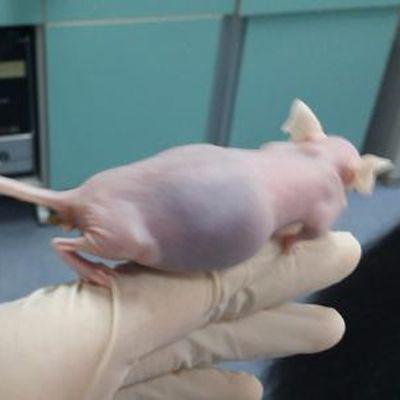 卵巢癌动物模型