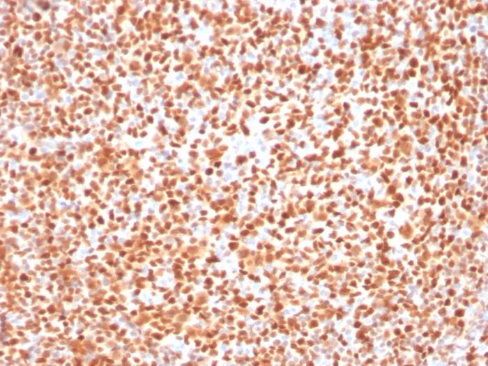 OCT2 antibody [OCT2/2137]