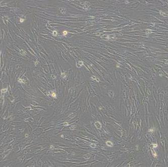 MRC-5人胚肺细胞