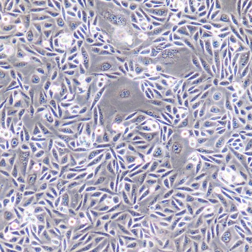 CHO仓鼠卵巢细胞