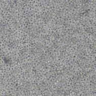 大鼠星形胶质细胞R1800[RA]