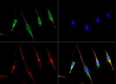 SLC31A1 / CTR1 antibody