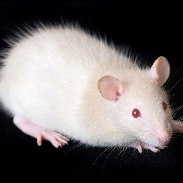 小鼠癫痫模型构建