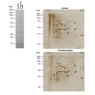 RNA Pulldown、DNA Pull-down实验代做