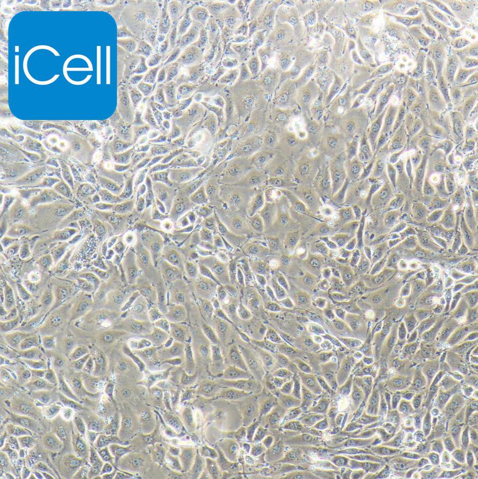 猪肺泡巨噬细胞