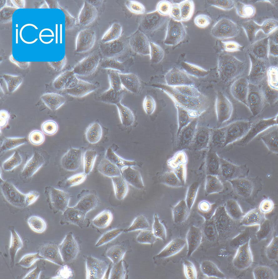 HPAC 人胰腺癌细胞/STR鉴定/赛百慷（iCell）