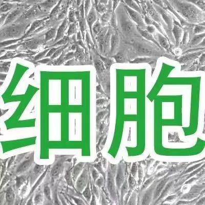 HAEC人主动脉内皮细胞