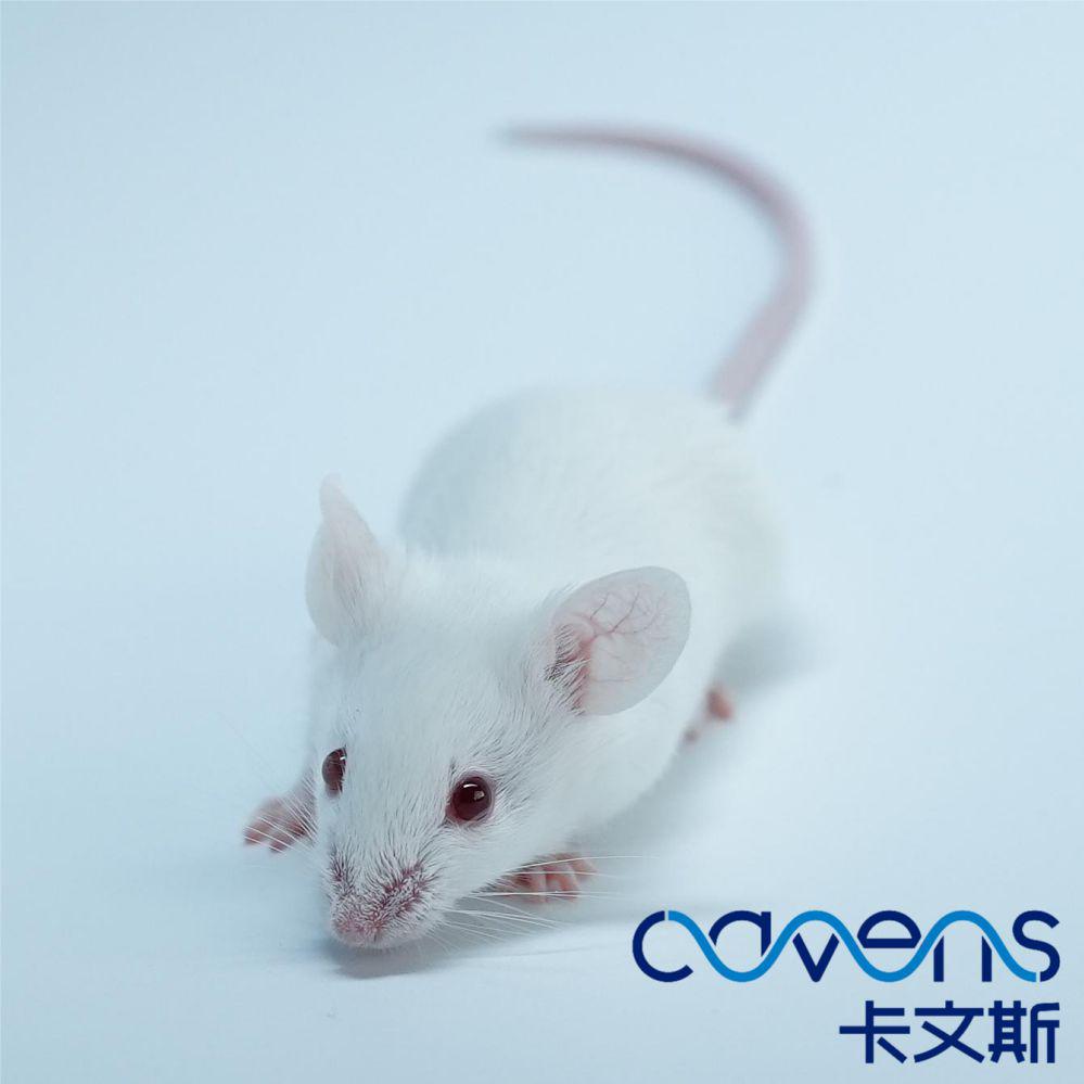 IL-10小鼠（肠炎模型小鼠）