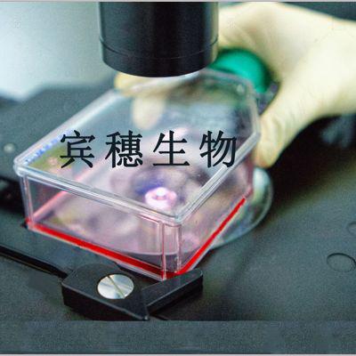 C 6大鼠神经胶质瘤细胞系全年优惠