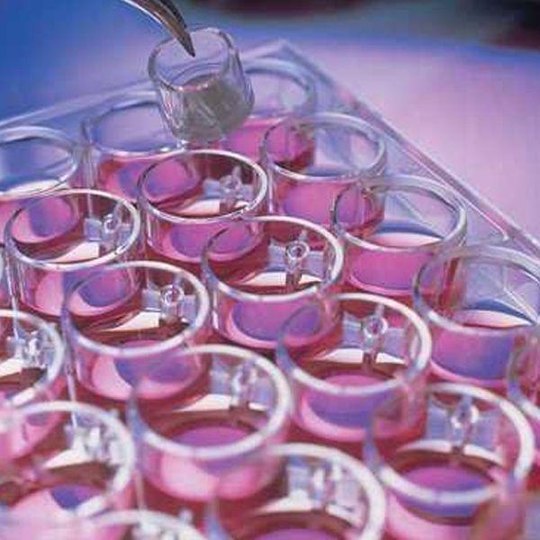 细胞培养（正常细胞系）