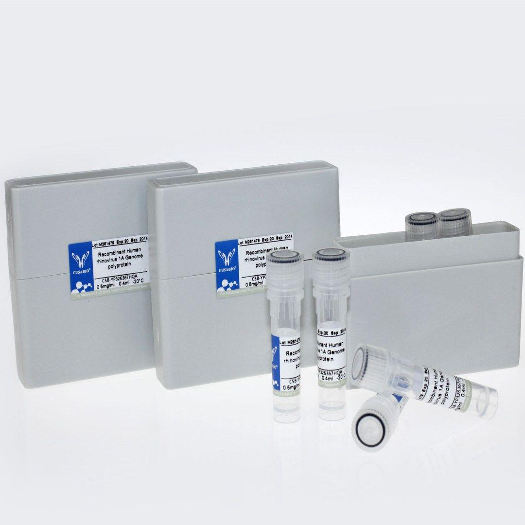 NGF|NGF蛋白|NGF猪蛋白|NGF Protein Pig重组蛋白