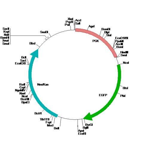 载体构建|载体构建服务|载体质粒构建