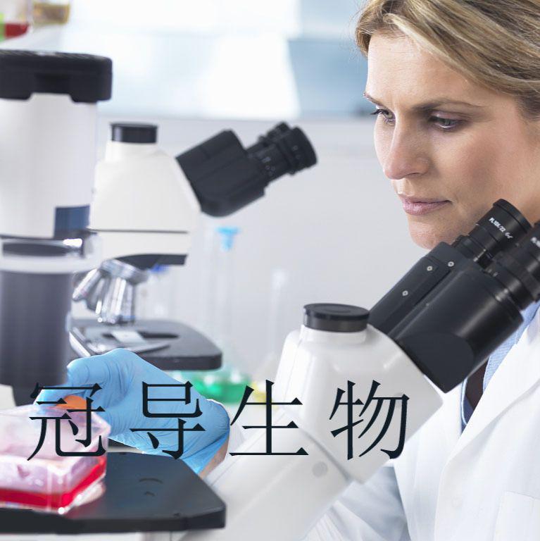 兔晶状体上皮体外传代细胞|完全培养基