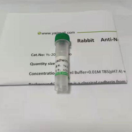 VEGFR2血管内皮生长因子受体2抗体