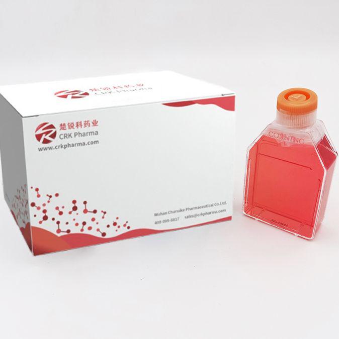 RS1 (大鼠皮肤成纤维样细胞)