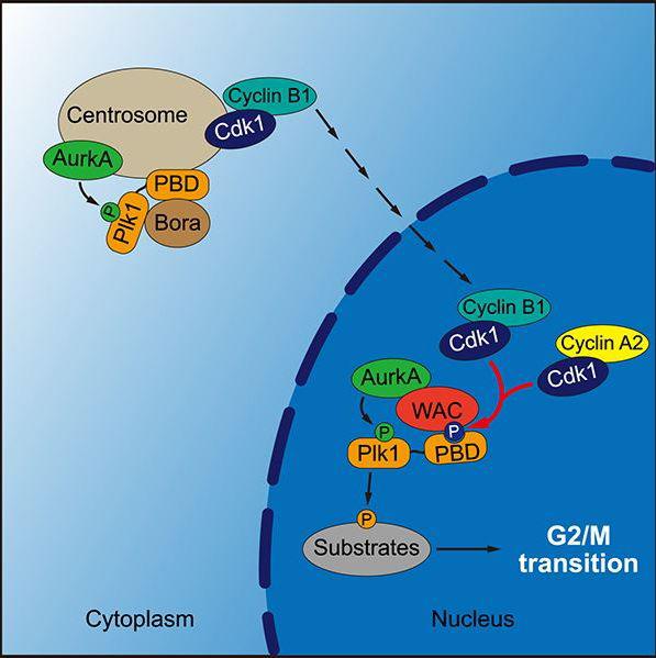 GST pull-down 实验服务