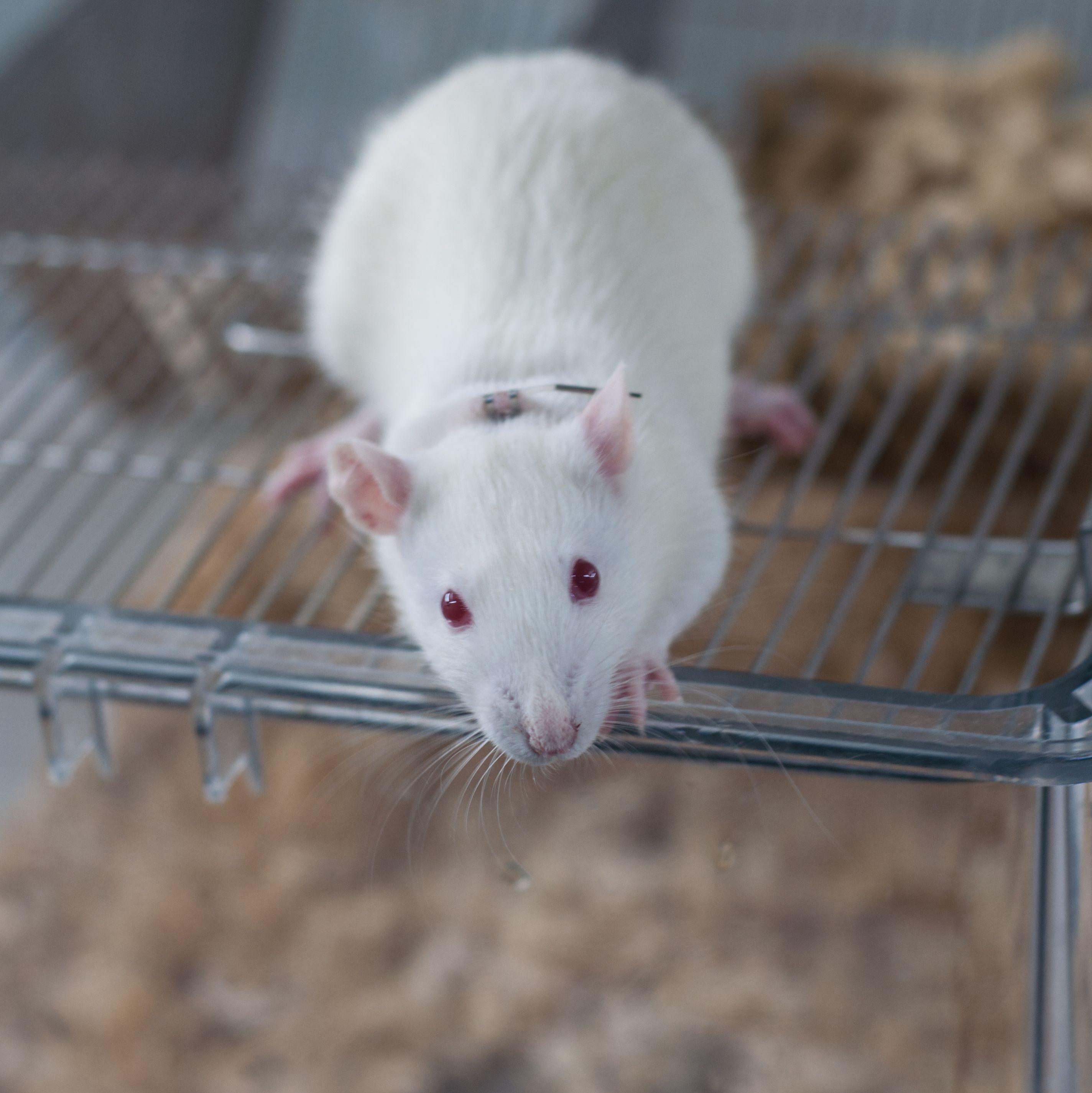 小鼠颈静脉插管模型（JVC）