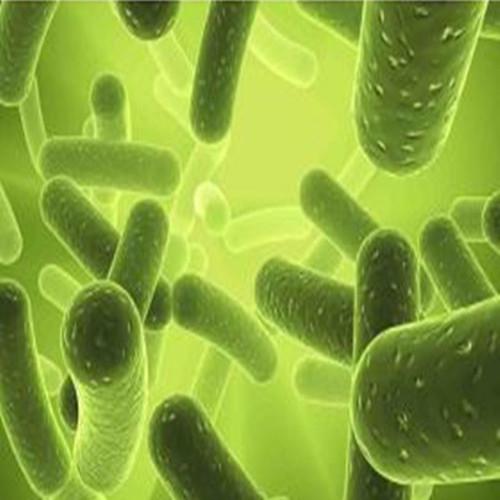 HCPF：人脉络丛成纤维细胞