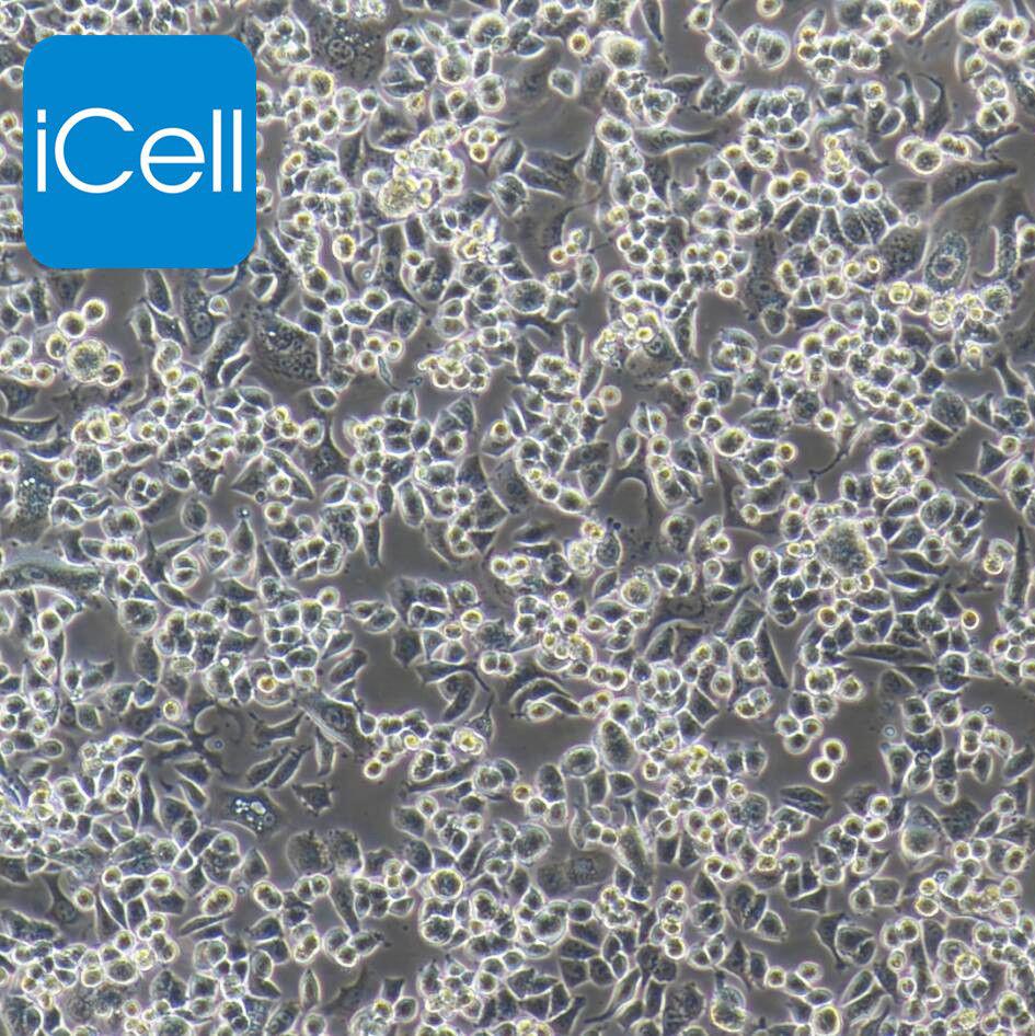 小鼠脾脏CD4+T细胞