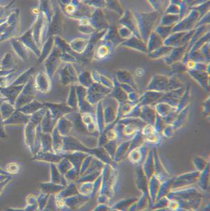 A375-eGFP（人恶性黑色素瘤细胞-绿色荧光蛋白标记）