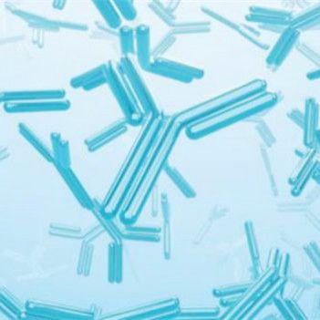 SPF45 rabbit Polyclonal Antibody | SPF45 Antibody | SPF45抗体