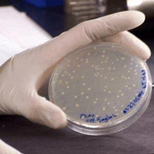 Ar Qual 电转感受态细胞、Ar Qual 电击感受态细胞、Ar Qual 超级感受态细胞