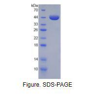 膜联蛋白A1(ANXA1)活性蛋白