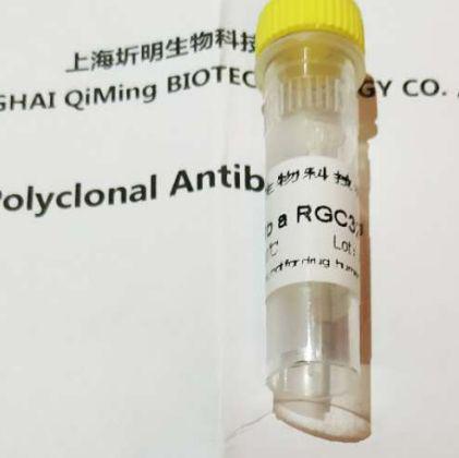 抗小鼠血管生成素样蛋白4(ANGPTL4)抗体
