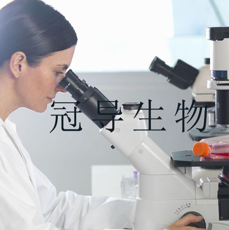 大鼠外周血单核连续传代细胞|完全培养基