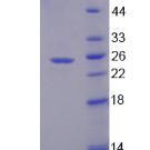 嘌呤霉素敏感性氨肽酶(PSA)重组蛋白(多属种)