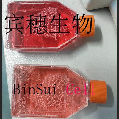 HBZY 1;大鼠肾小球系膜克隆复苏细胞|配套完全培养基