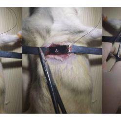 大鼠心梗模型构建