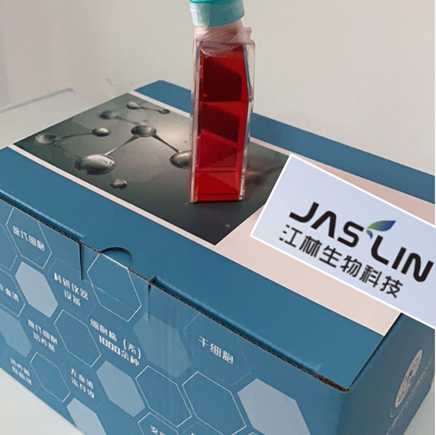 人膀胱移行细胞癌；UM-UC-3