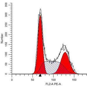 分子克隆和质粒载体构建