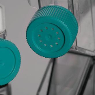 细胞培养瓶（TC处理），培养面积75cm²，透气盖，250ml容量