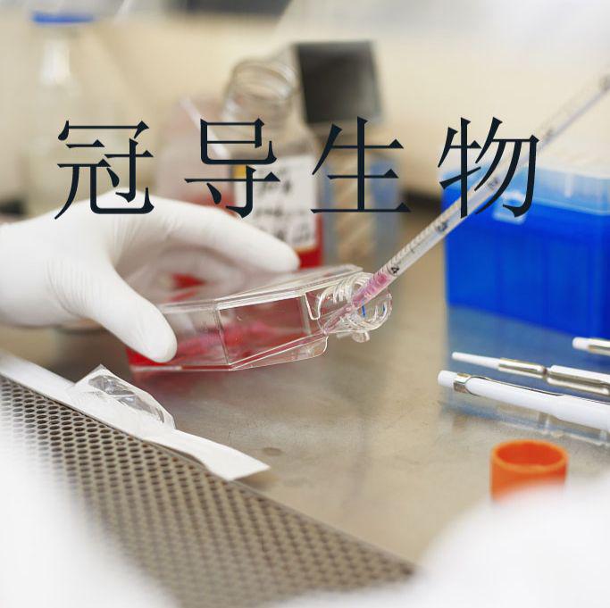 大鼠牙乳头体外复苏细胞|完全培养基