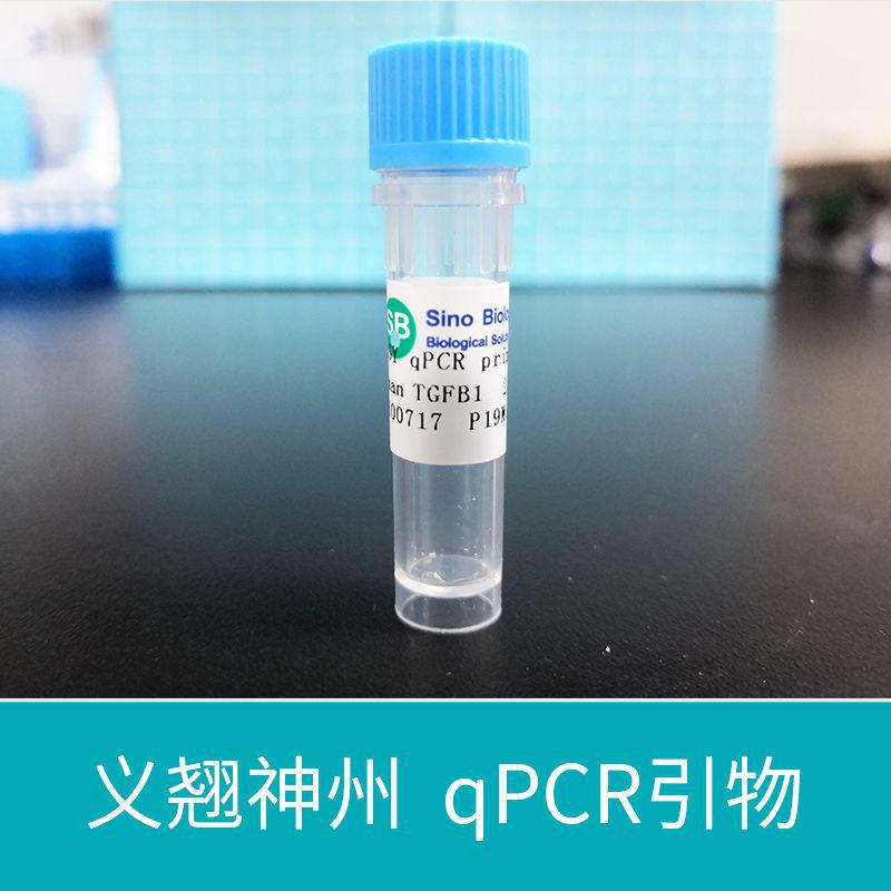 Human EFNA3 qPCR primer pairs