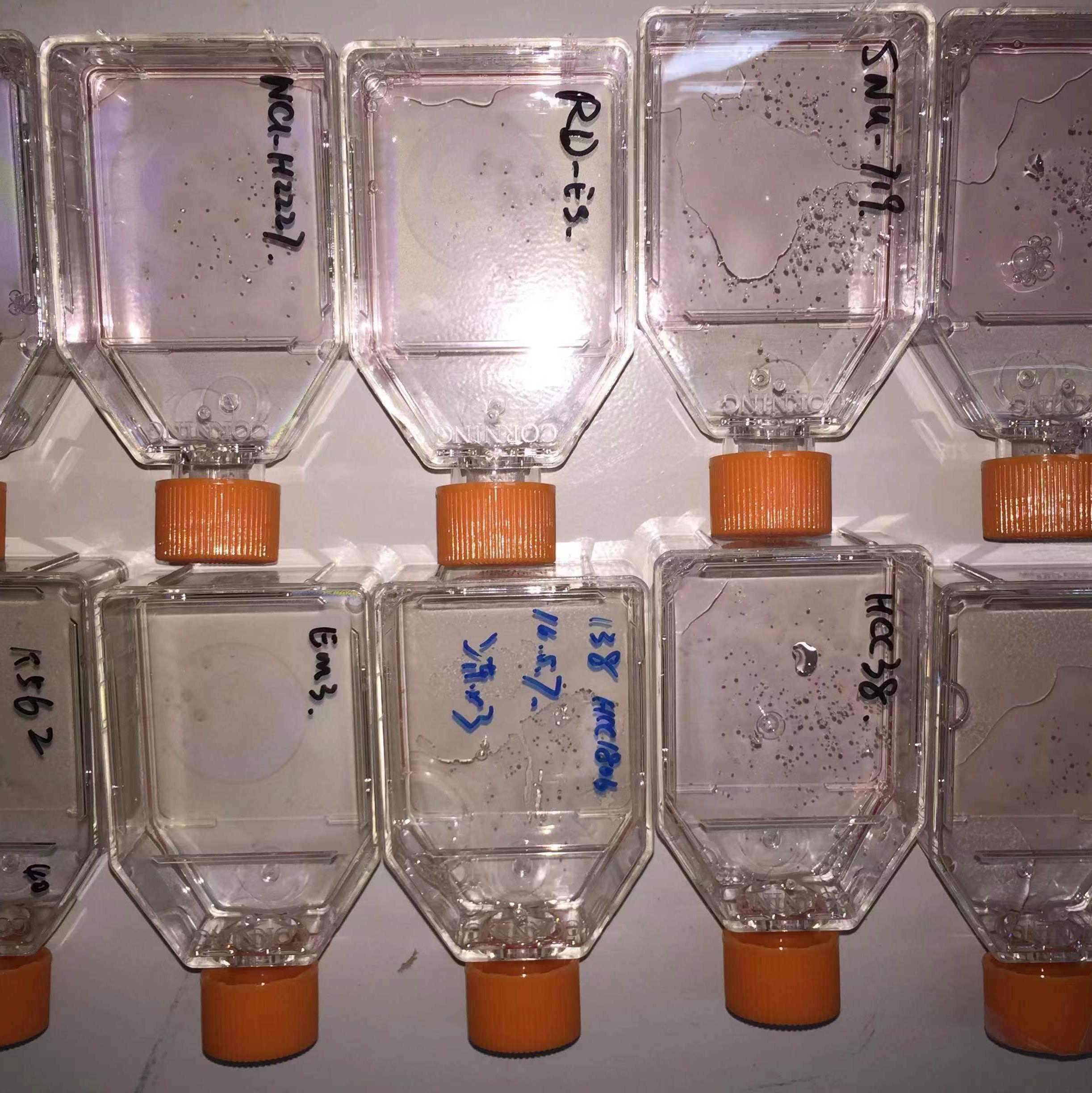 HKC 人肾小管上皮细胞；HKC