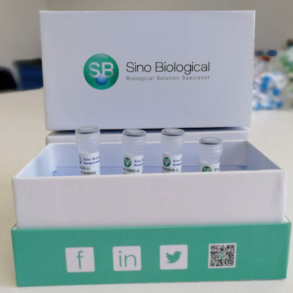 Human Interferon Gamma / IFN gamma / IFNG ELISA Kit