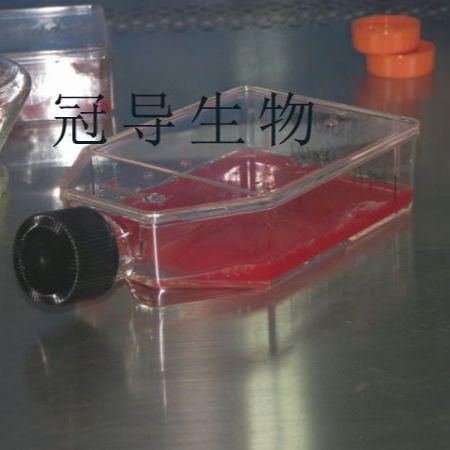 JAR 人胎盘绒毛癌细胞|完全培养基