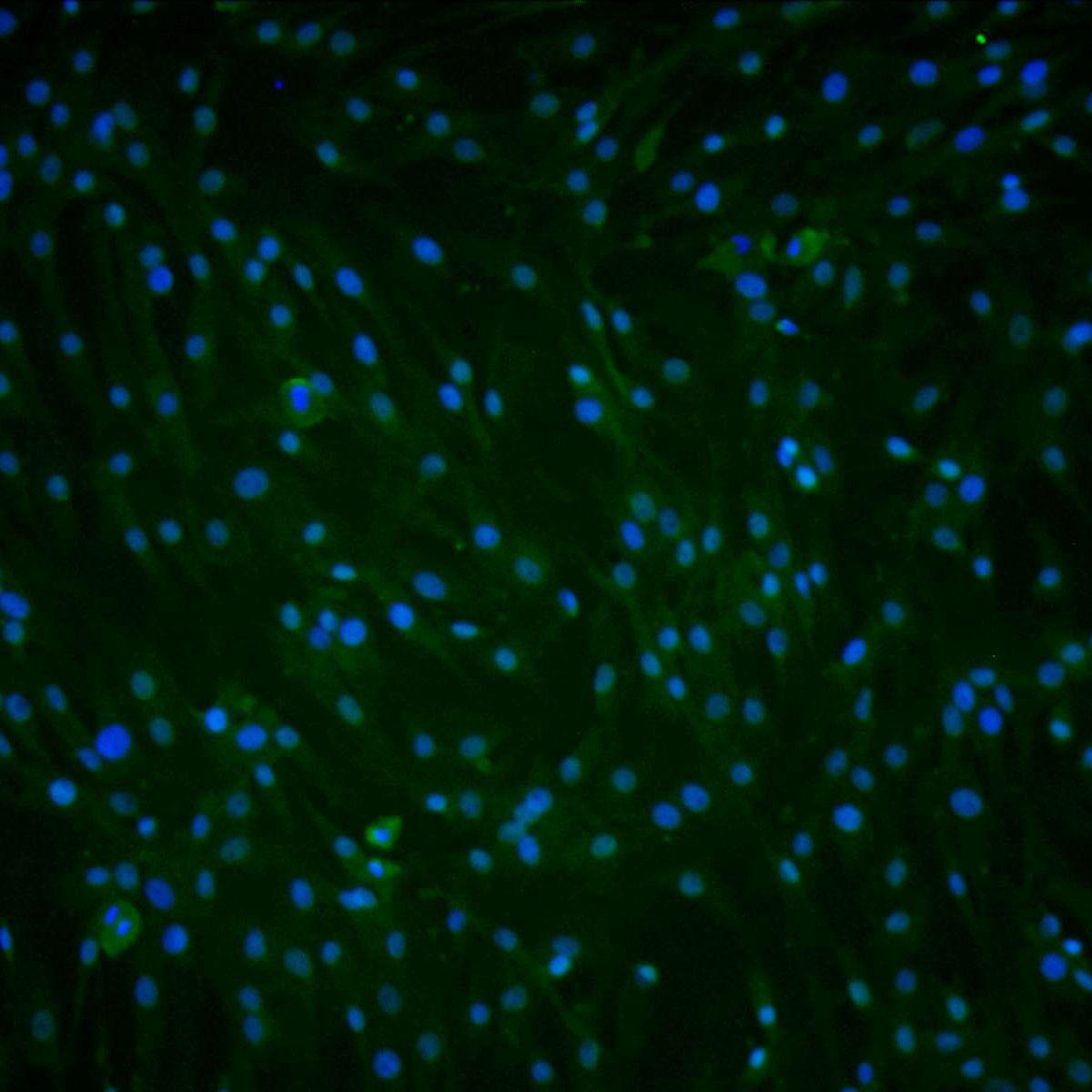 大鼠滑膜细胞实验
