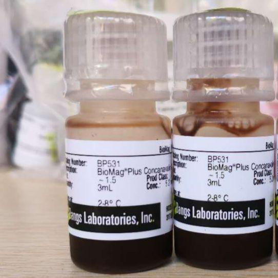 刀豆蛋白A（刀豆凝集素A ，ConA）磁珠